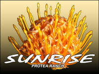 Sunrise Protea Ranch