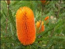 Banksia Ashbyii