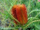 Banksia Ericafolia