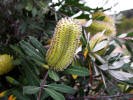 Banksia Integrifolia