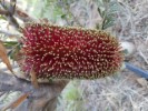 Banksia Praemosa