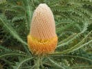 Banksia Victoria