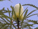 Banksia Speciosa