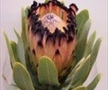 Protea Chloe
