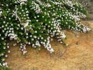 Grevillea Chrithmifolia