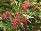 Grevillea FanFare