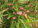 Grevillea Ivanhoe