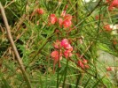 Grevillea Long John