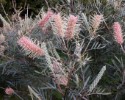 Grevillea Misty Pink