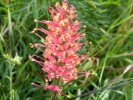 Grevillea Supurb