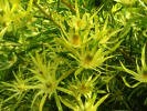 Led. Eucalyptifolia