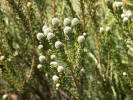 Led. Linifolium