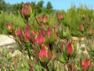 Led. Salignum Blush