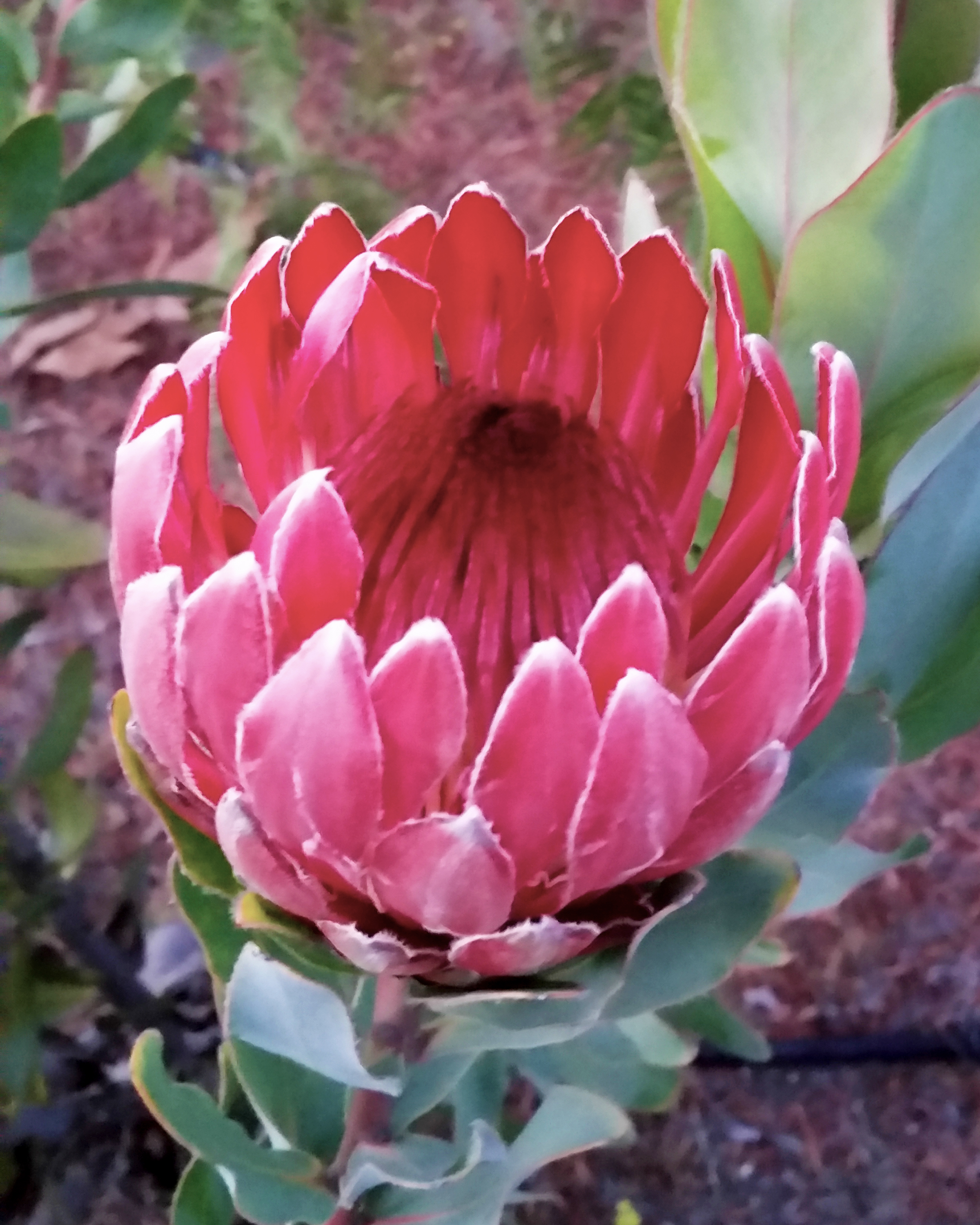 Protea Andrea